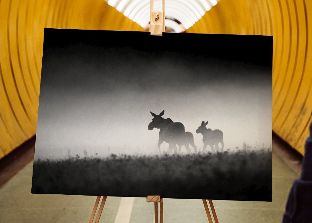 Losia krava s teľatami vo večernej hmle