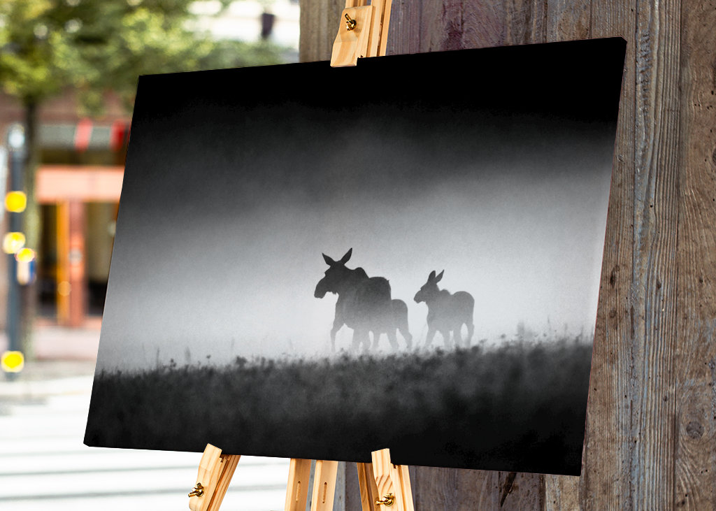 Losia krava s teľatami vo večernej hmle