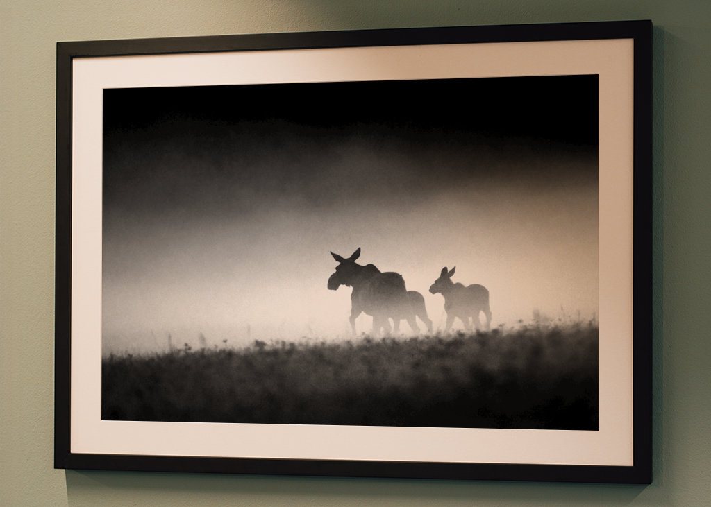 Losia krava s teľatami vo večernej hmle