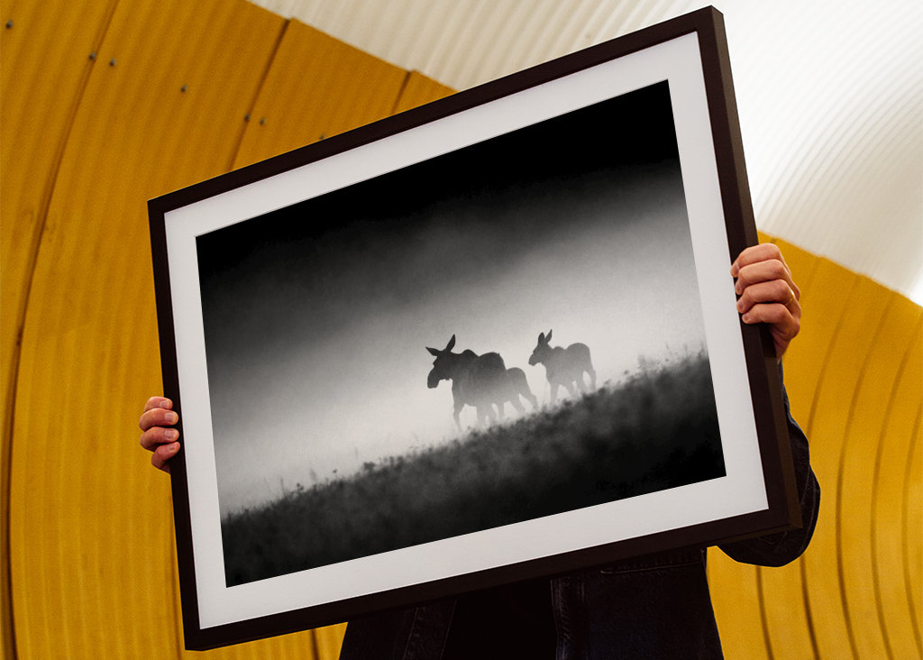 Losia krava s teľatami vo večernej hmle