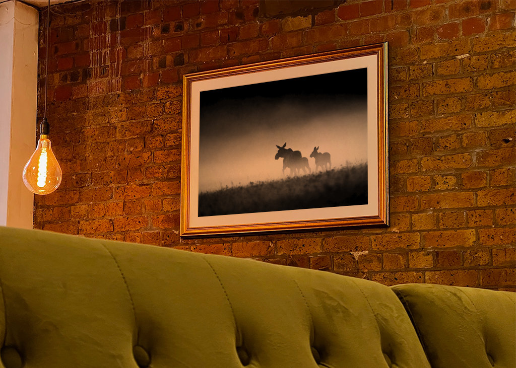 Losia krava s teľatami vo večernej hmle