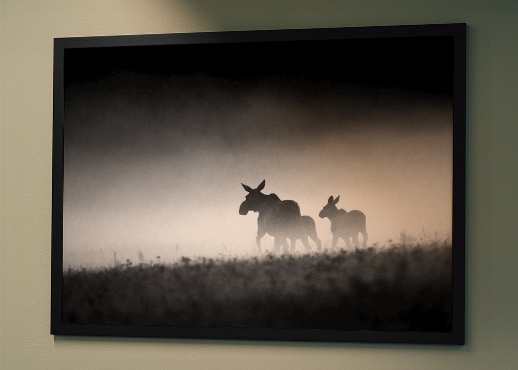 Losia krava s teľatami vo večernej hmle