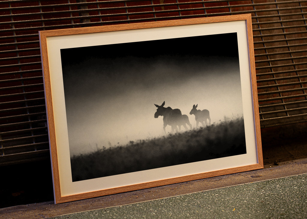 Losia krava s teľatami vo večernej hmle