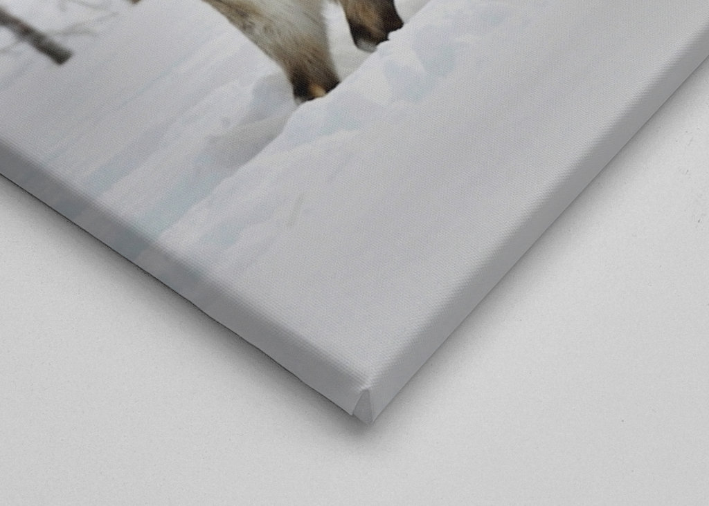 Rensdyr i vintergræsgange