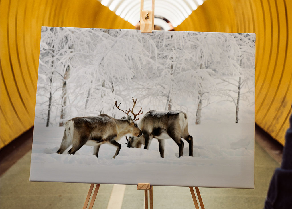 Rensdyr i vintergræsgange