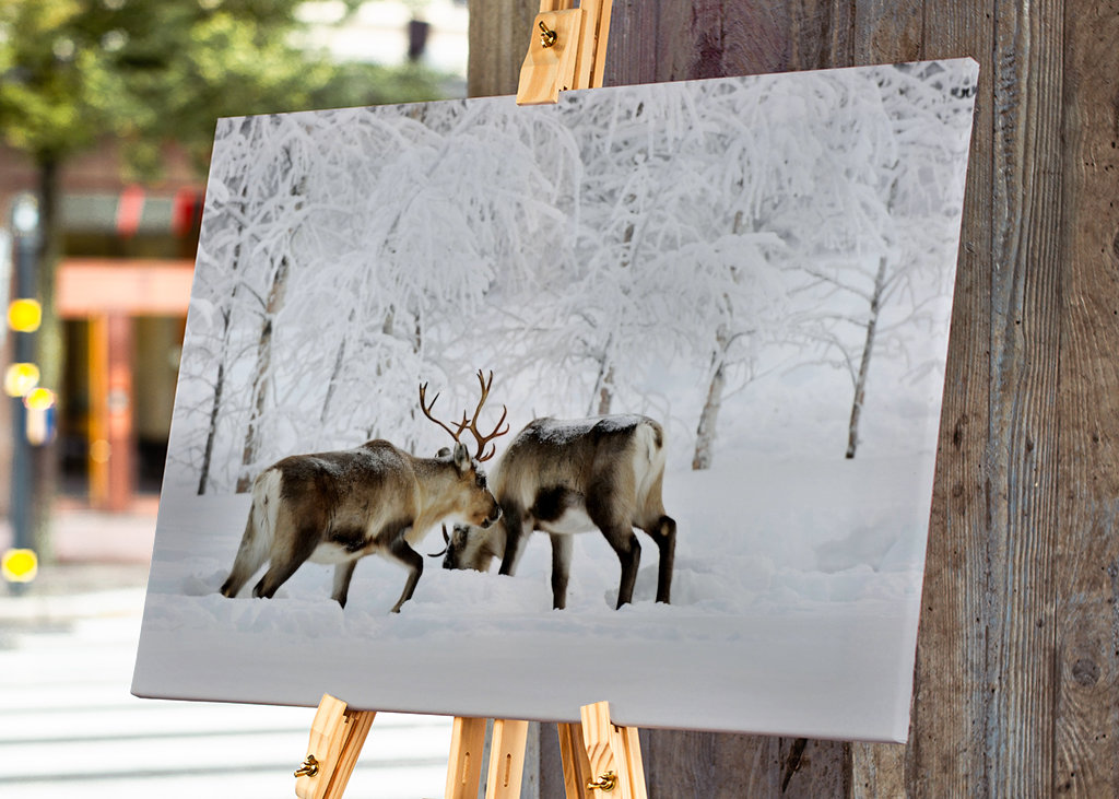 Rensdyr i vintergræsgange
