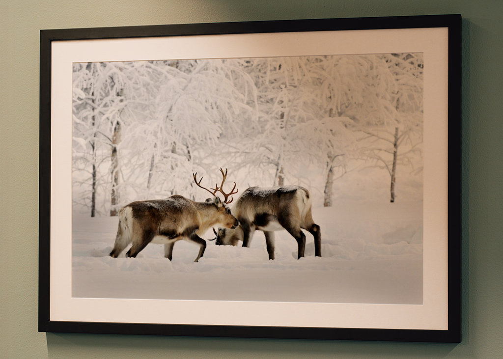 Rensdyr i vintergræsgange