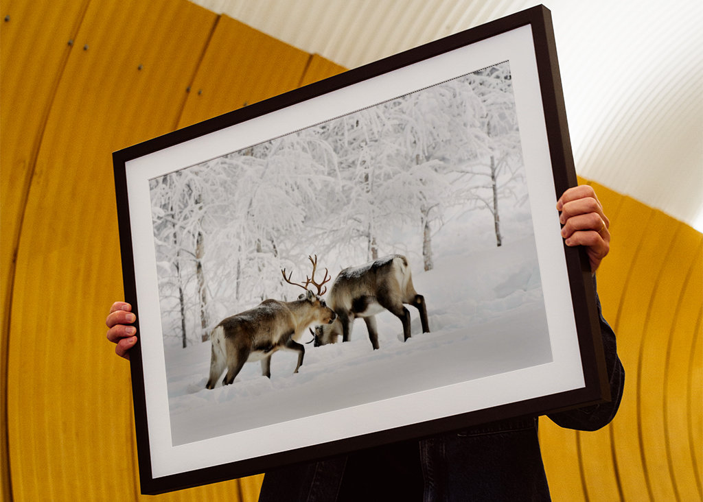 Rensdyr i vintergræsgange