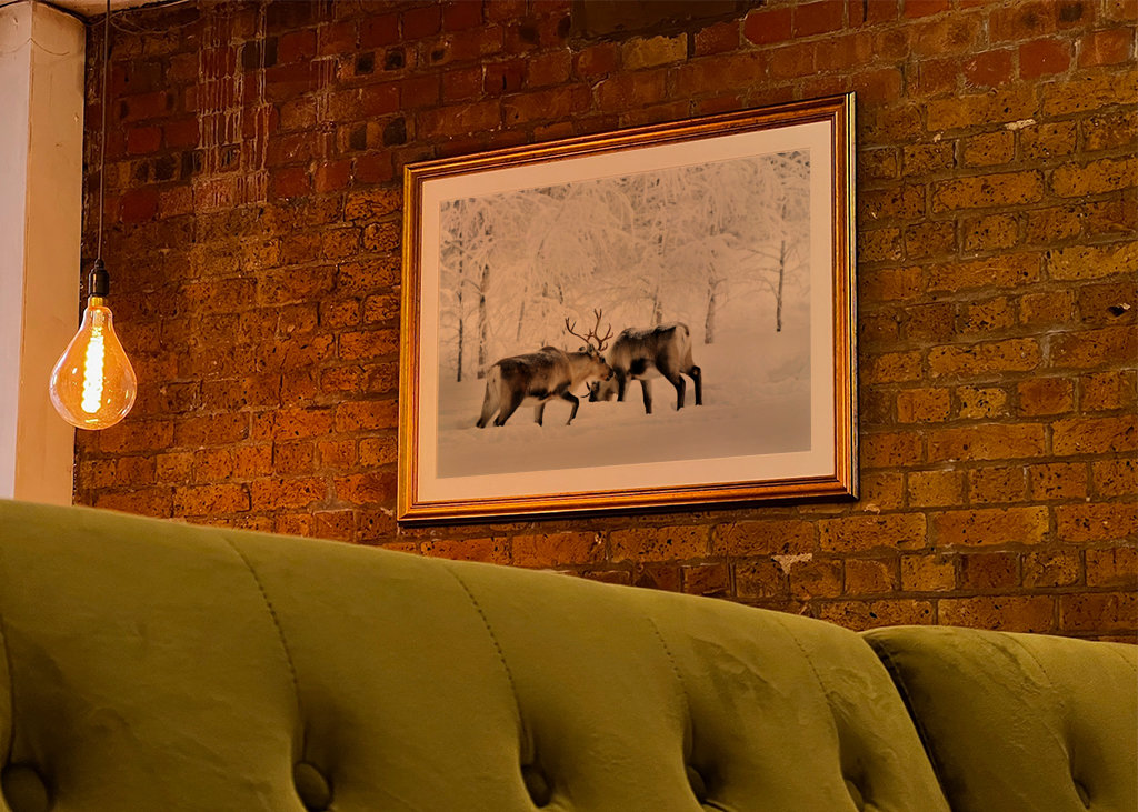 Rensdyr i vintergræsgange