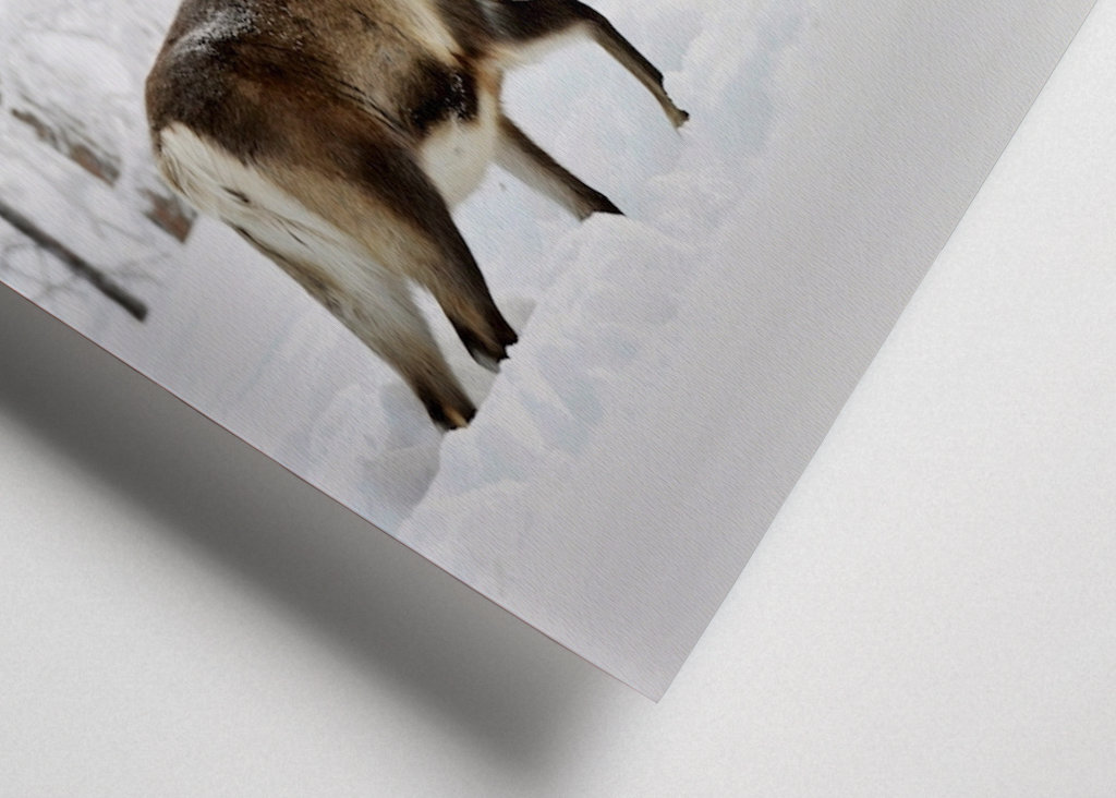 Rensdyr i vintergræsgange