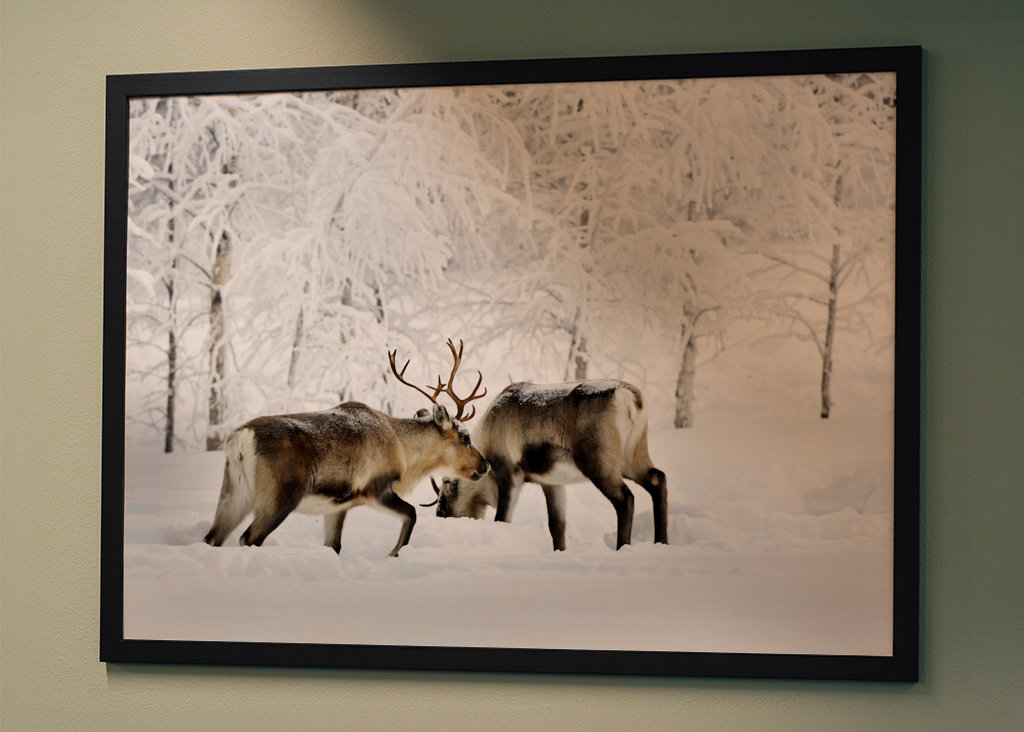 Rensdyr i vintergræsgange