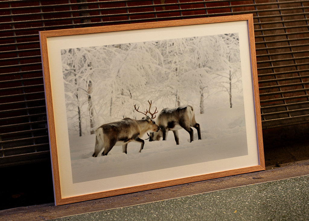 Rensdyr i vintergræsgange