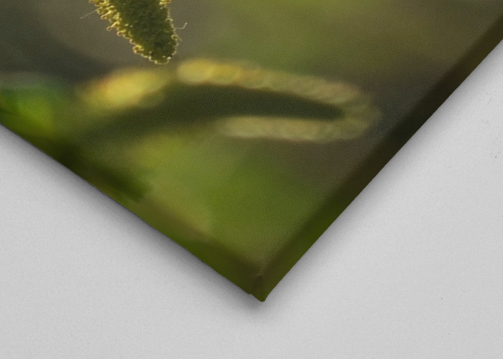 Alberi in luce dorata