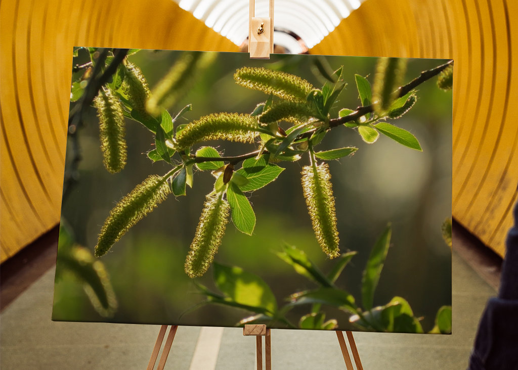 Alberi in luce dorata