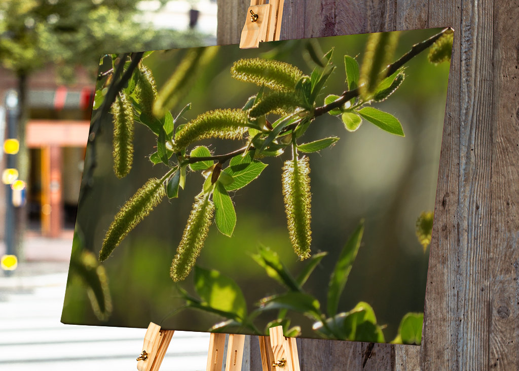 Alberi in luce dorata