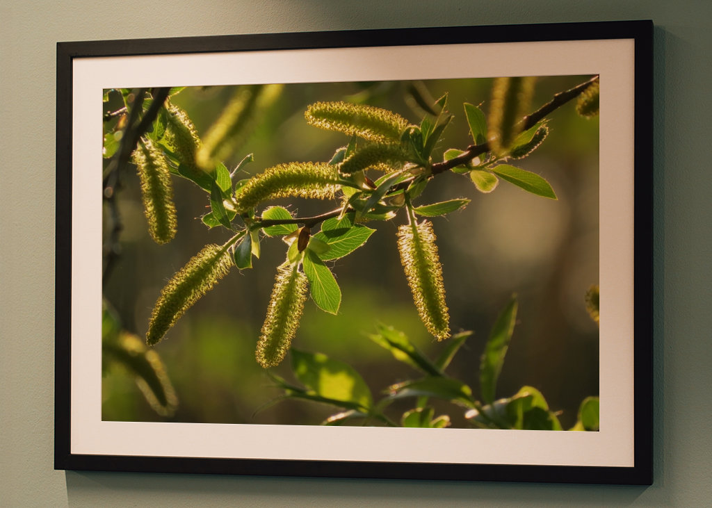 Alberi in luce dorata