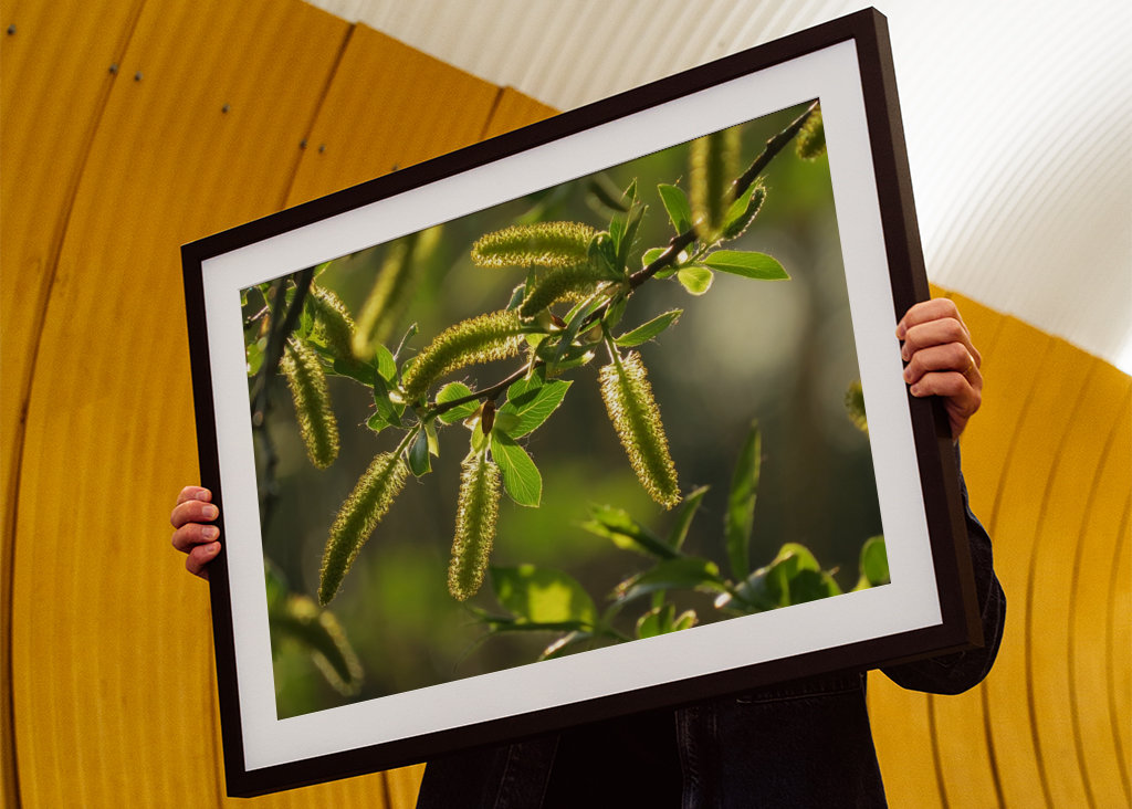 Alberi in luce dorata