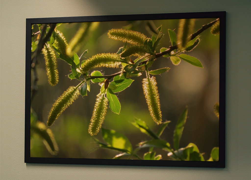 Alberi in luce dorata