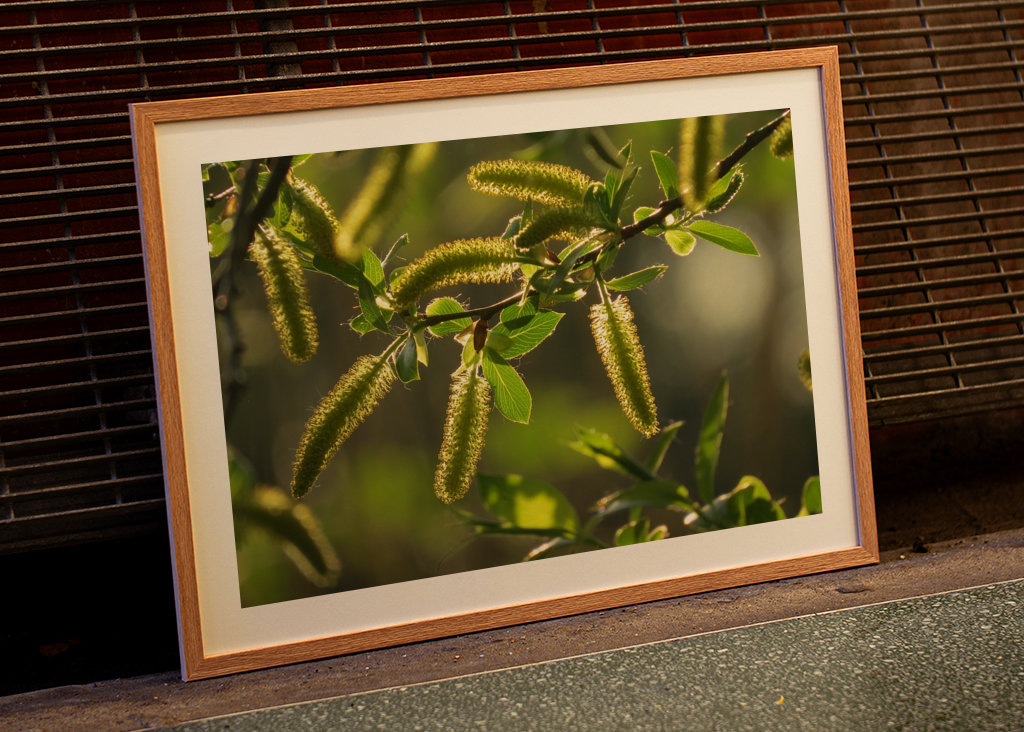 Alberi in luce dorata