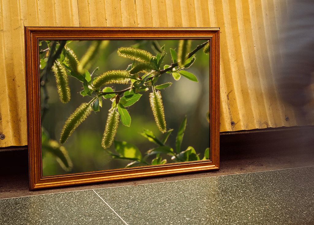 Alberi in luce dorata