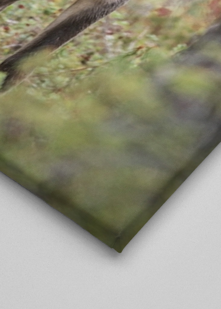 Rentier im Herbstwald