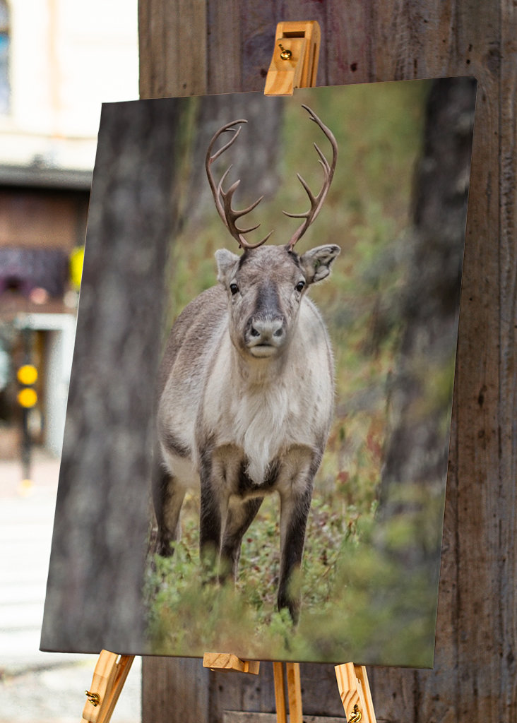 Rentier im Herbstwald