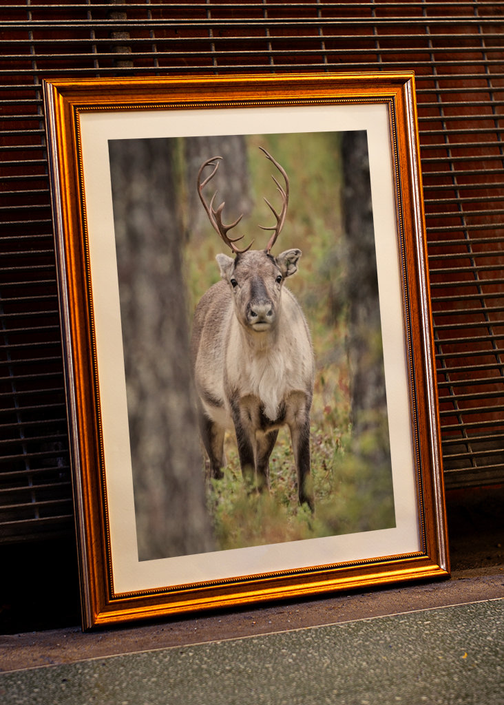 Rentier im Herbstwald