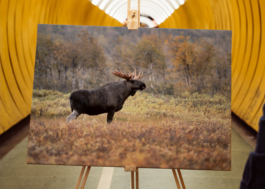 Älgtjur i höstlandskap