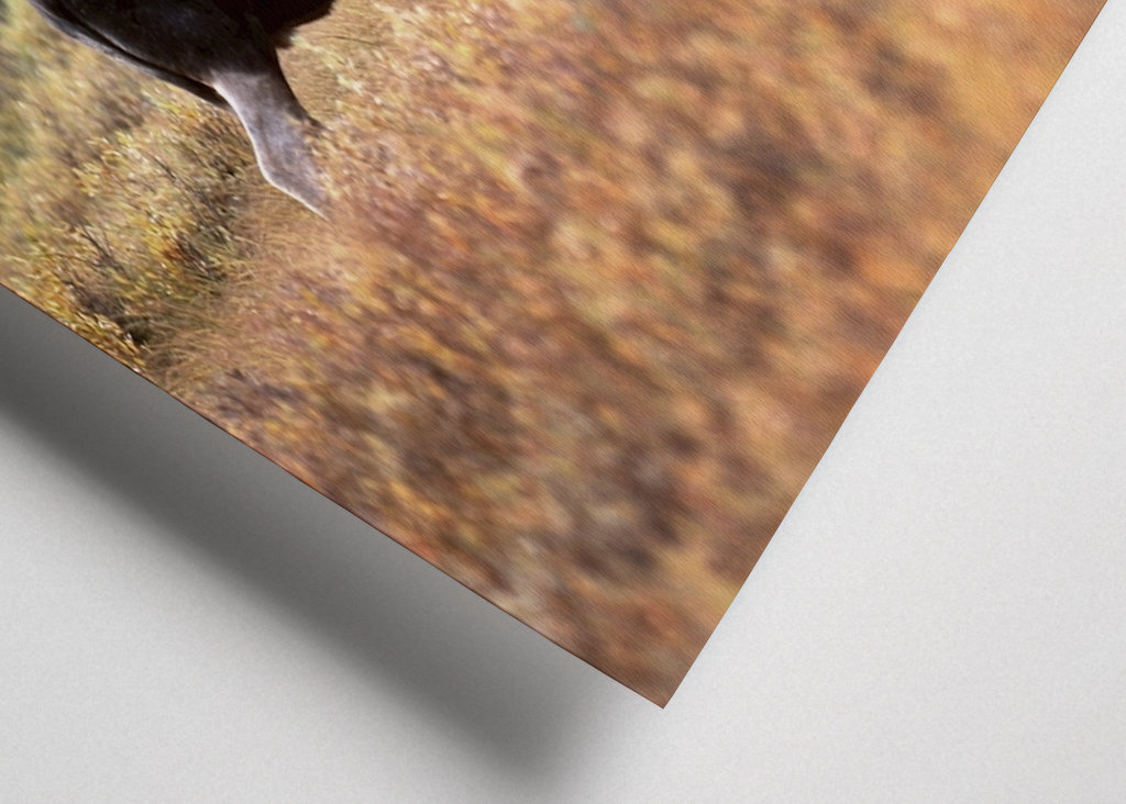 Älgtjur i höstlandskap