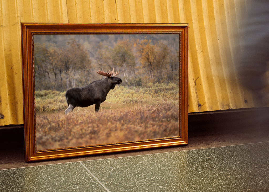 Älgtjur i höstlandskap