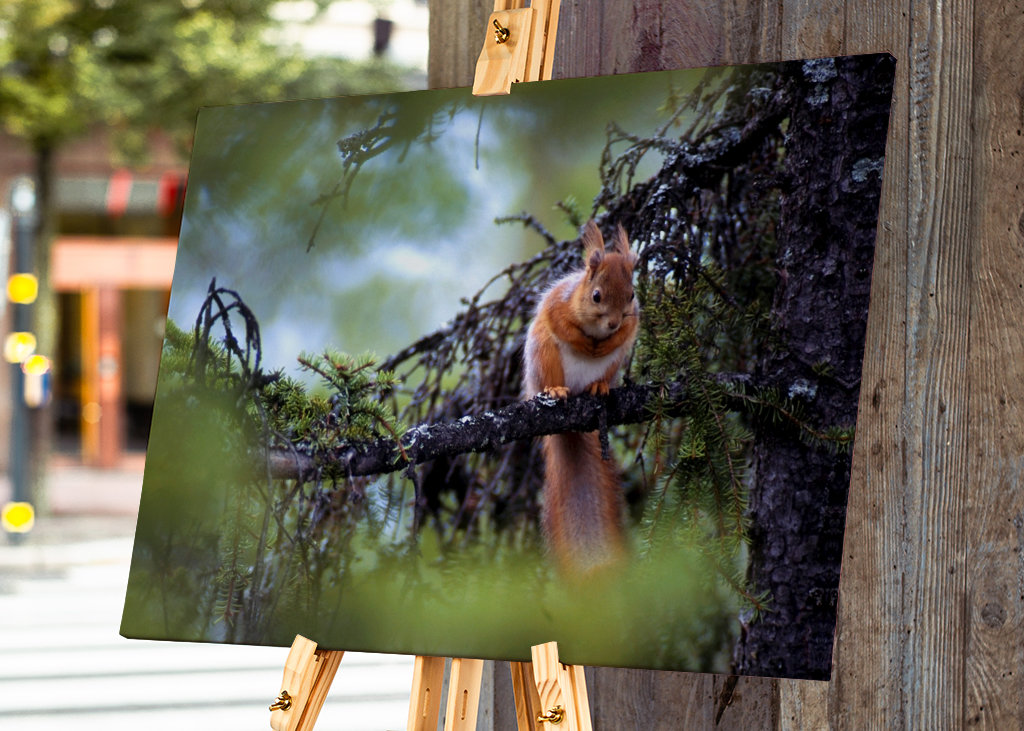 Veverka seděla na stromě......
