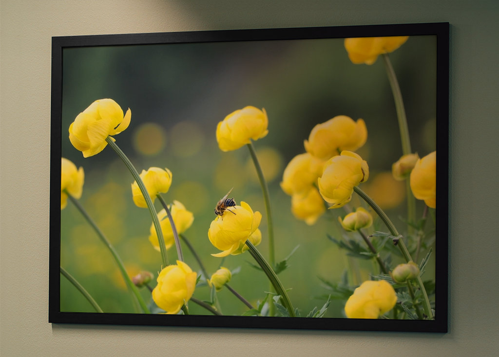 Vuorikukka mehiläisen kanssa