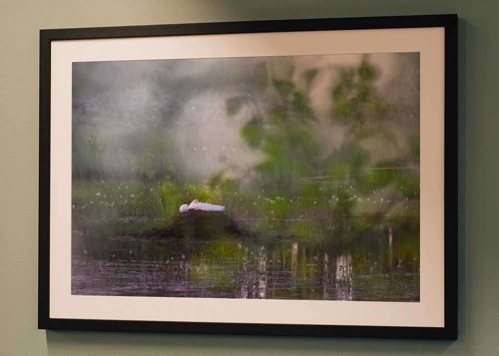 Joutsen hautoo kesäyönä