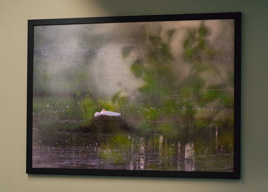 Joutsen hautoo kesäyönä