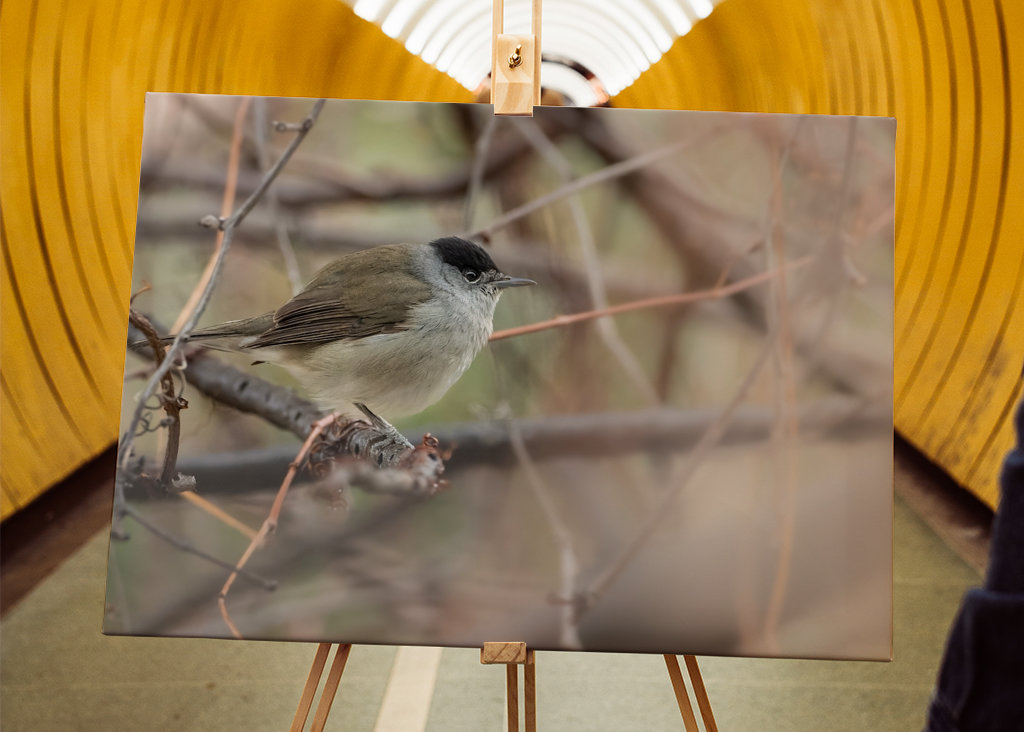 Abu Qalansua in der Deckung ihres Waldes 