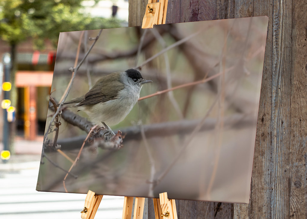 Abu Qalansua in der Deckung ihres Waldes 