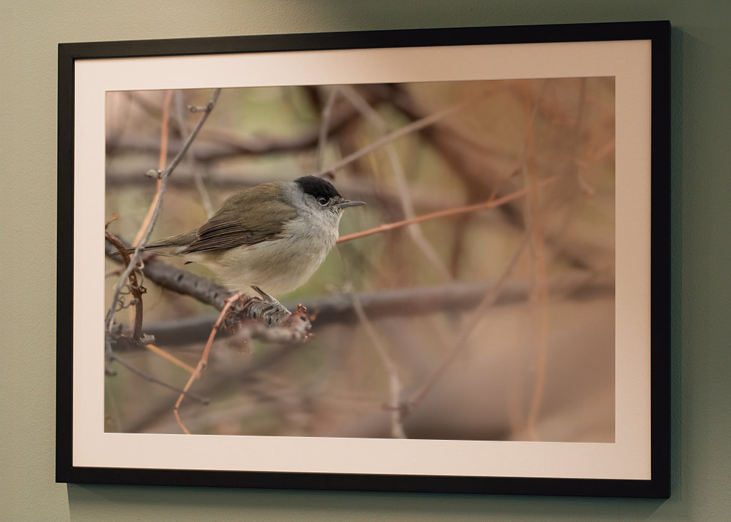 Abu Qalansua in der Deckung ihres Waldes 