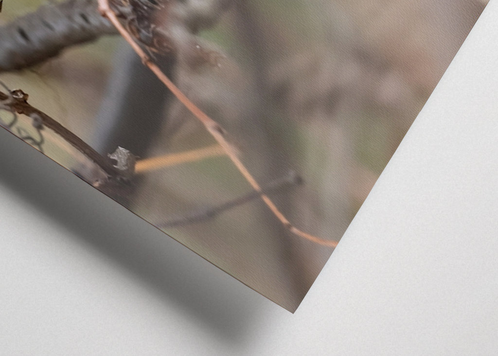 Abu Qalansua in der Deckung ihres Waldes 