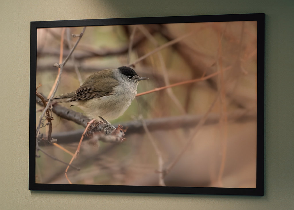 Abu Qalansua in der Deckung ihres Waldes 