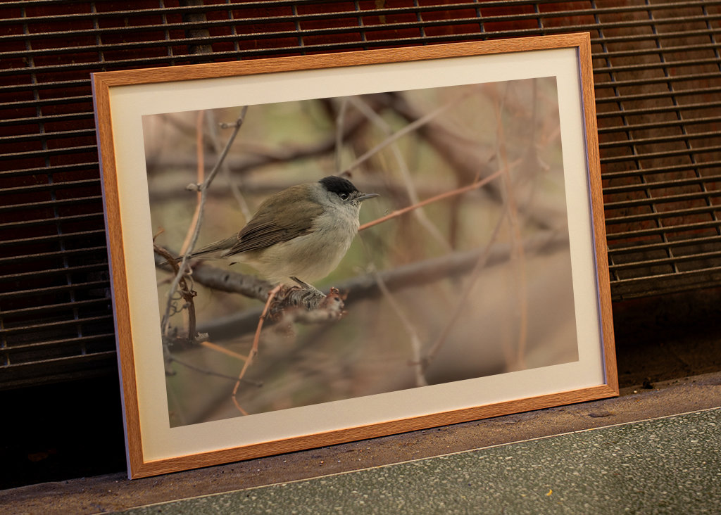 Abu Qalansua in der Deckung ihres Waldes 