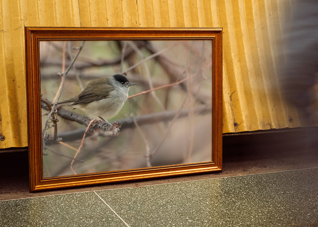 Abu Qalansua in der Deckung ihres Waldes 