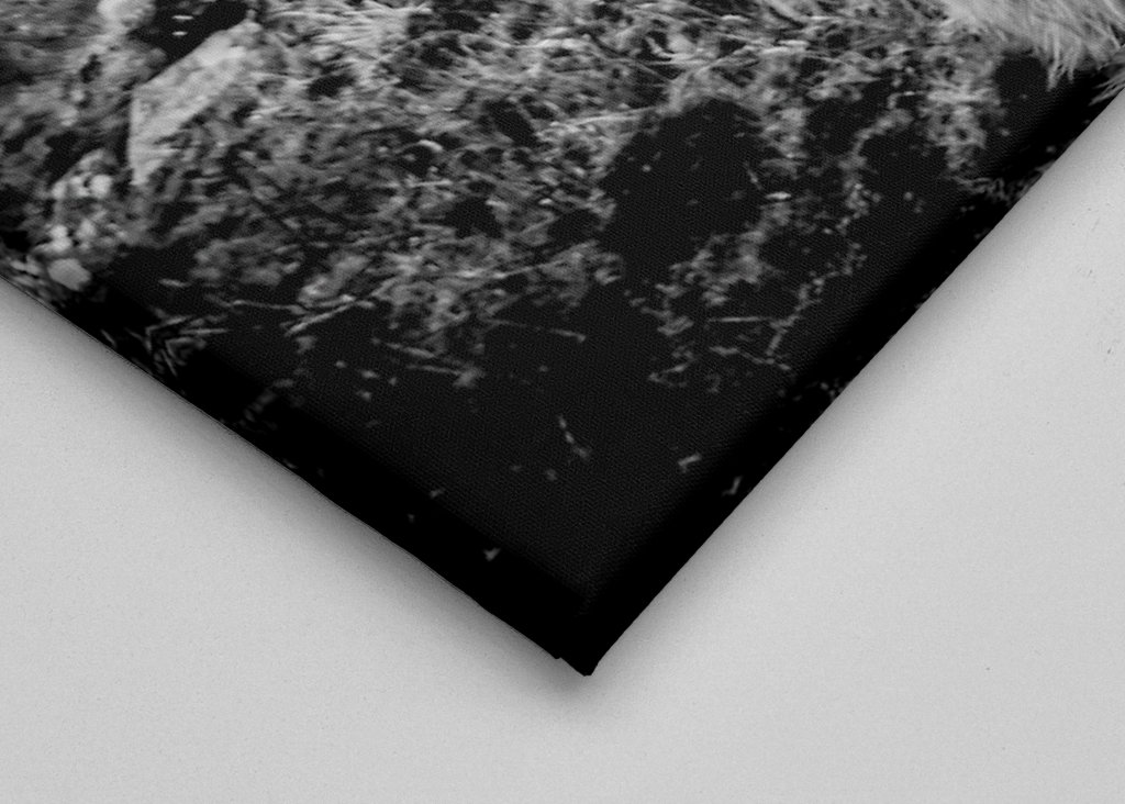 Skotsk høylands storfe