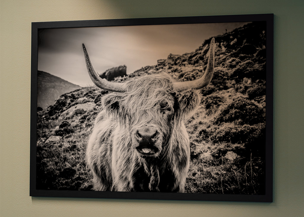 Skotsk høylands storfe
