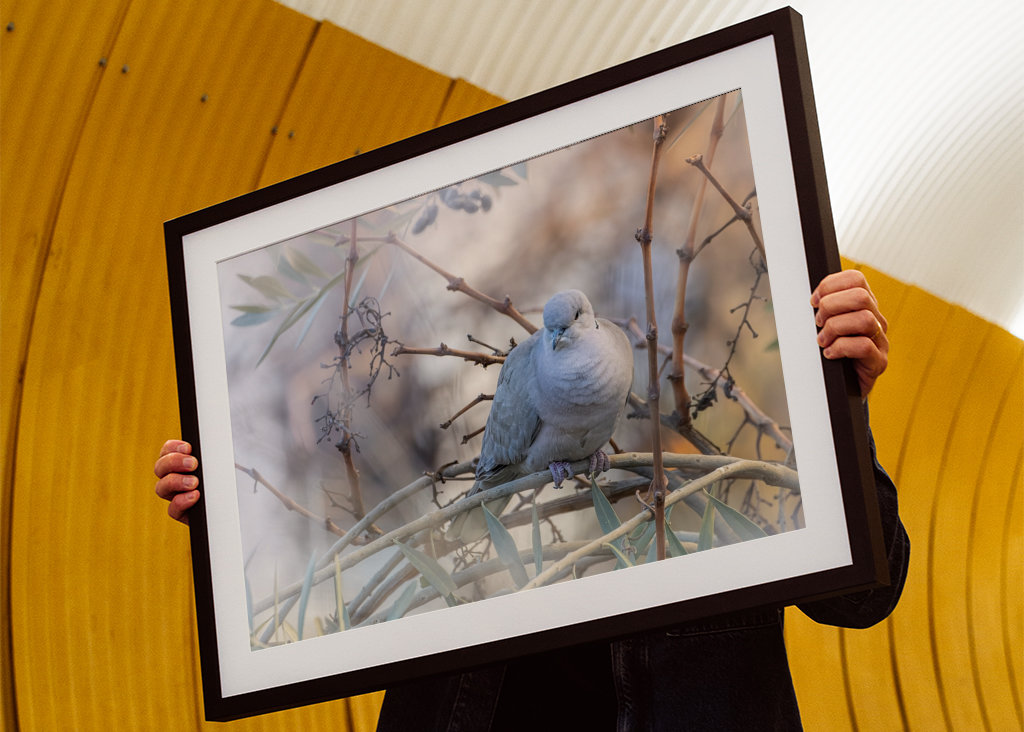 Eurázsiai bekerített galamb úgy tesz, mintha