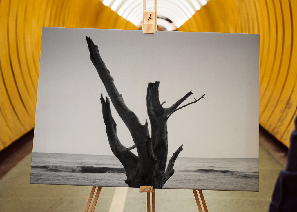 Deadwood on Shore 1 - Rügen