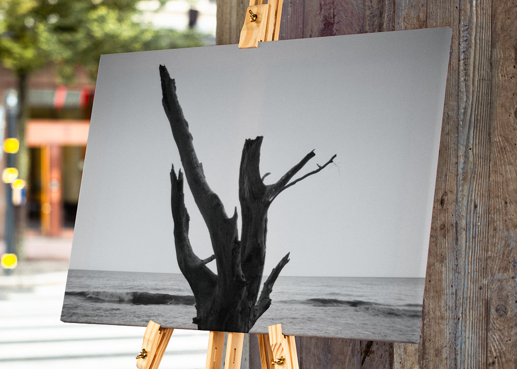 Deadwood on Shore 1 - Rügen