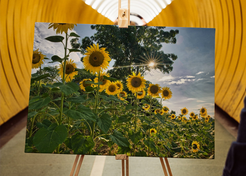 Sunflower vs the sun