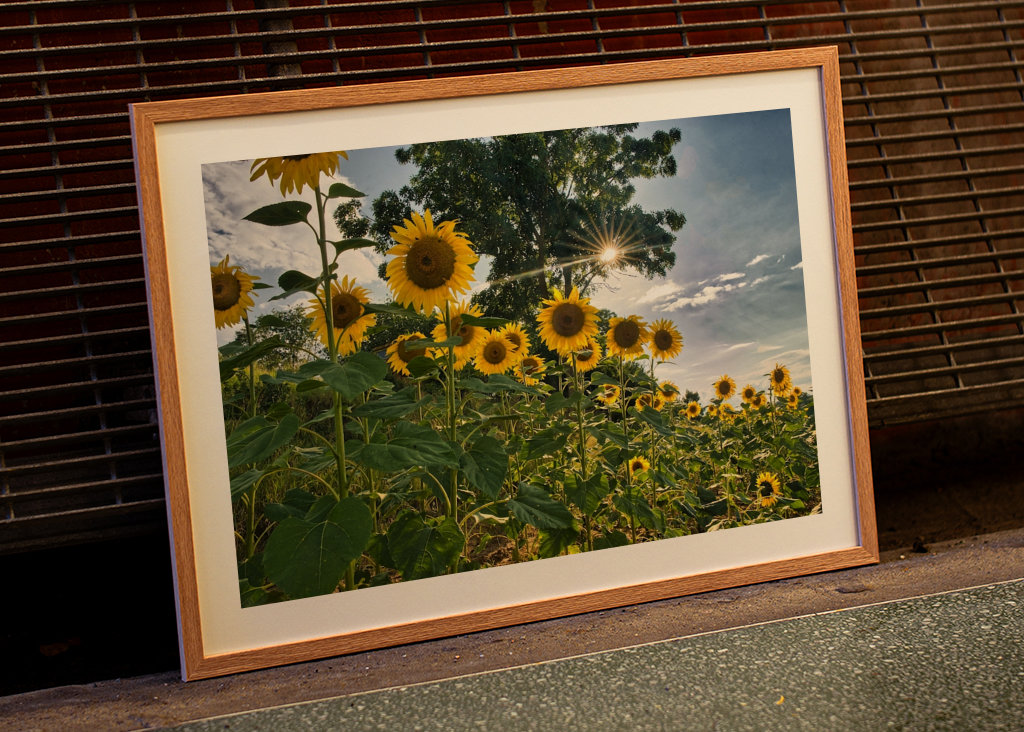 Sunflower vs the sun