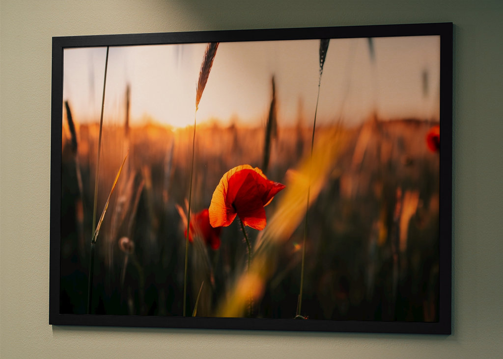 Mohnblumen im Kornfeld – No. 1