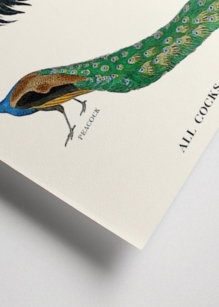 All Cocks Are Beautiful